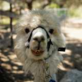 Ma c�� di pi�. Una volta individuato un determinato perimetro come territorio personale, gli alpaca diventano guardiani sorprendentemente abili grazie anche agli occhi grandi e al collo lungo, con cui avvistano un pericolo molto prima di quanto farebbe un cane